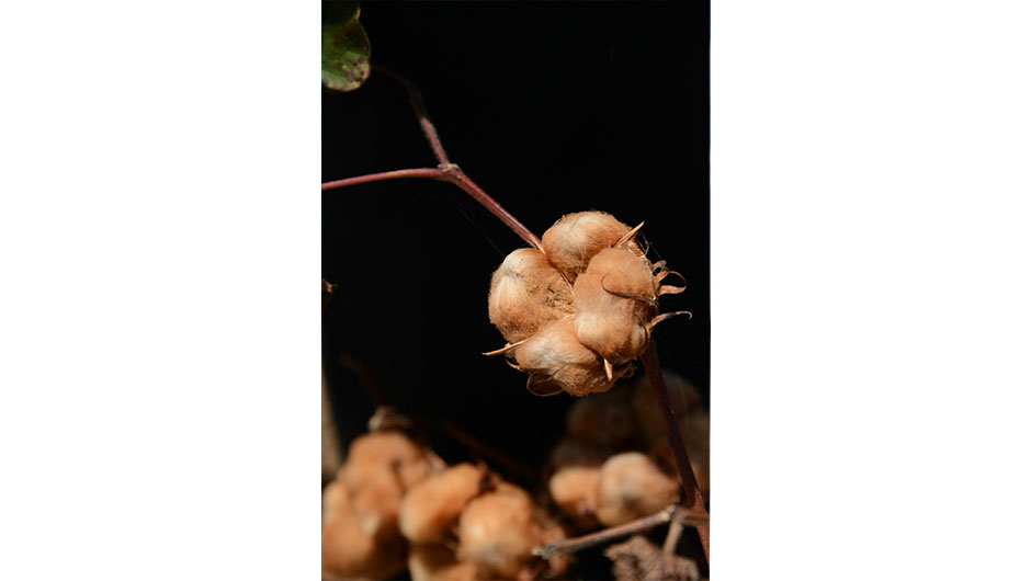 Natural Cotton Color - Conceito