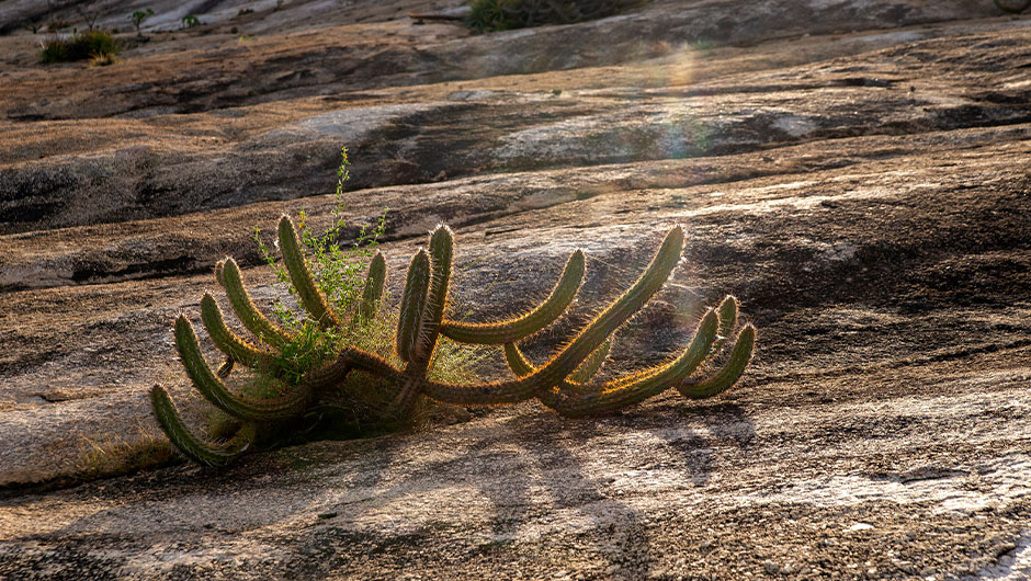 Natural Cotton Color - Conceito